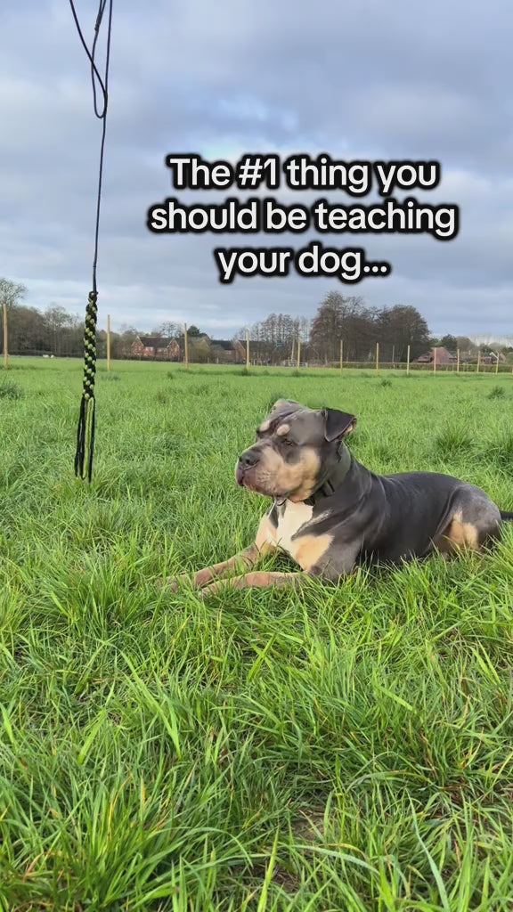 ChaseMate™ – The Ultimate Dog Flirt Pole for Play, Training & Bonding