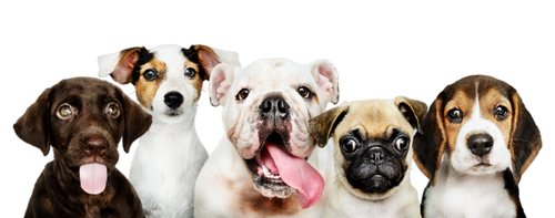 group-portrait-adorable-puppies-PhotoRoom 1.png__PID:c5b5b325-53ed-47a9-98d1-d2ad2bc1ff44